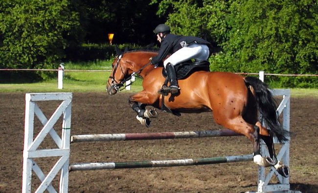 horse-1392712.jpg